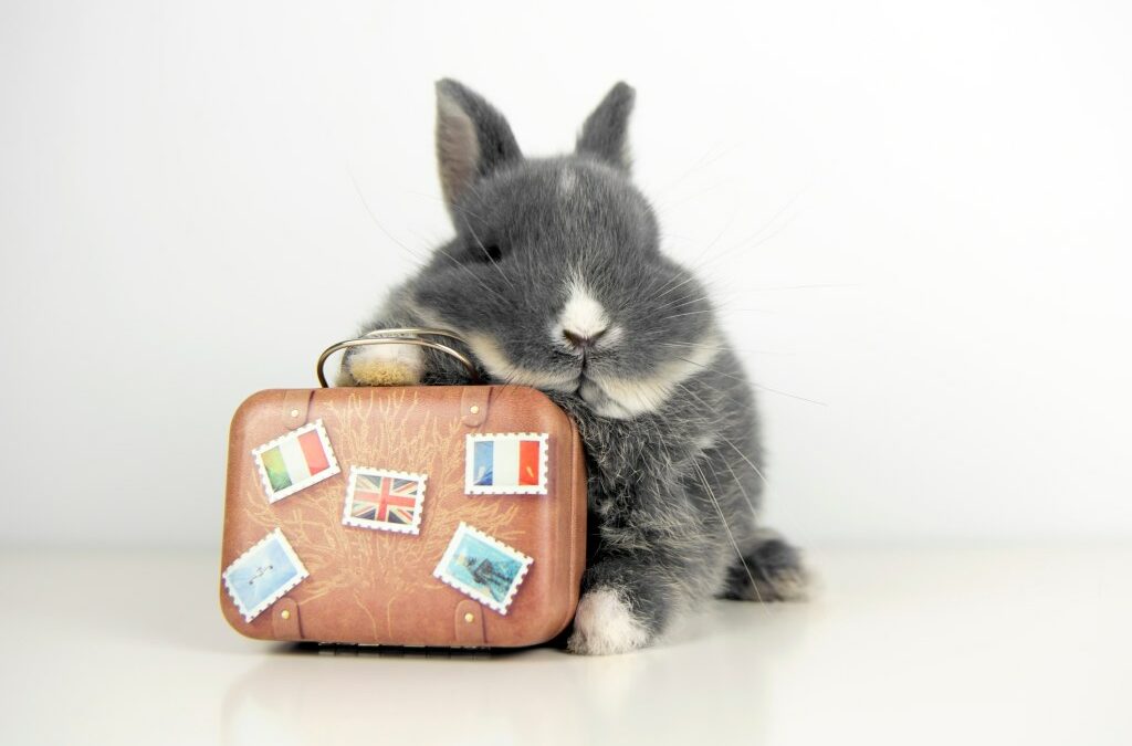 Bunny and Suitcase with English flag stickers, French flag and British flag. Also with the eiffel tower