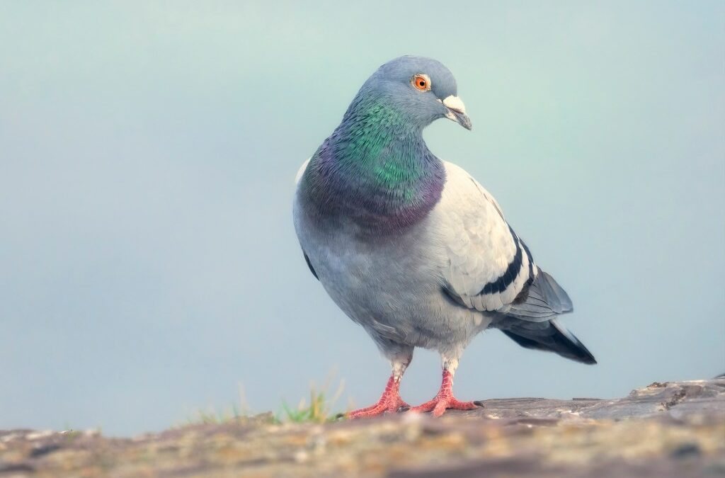 A wild feral rock dove or common pig