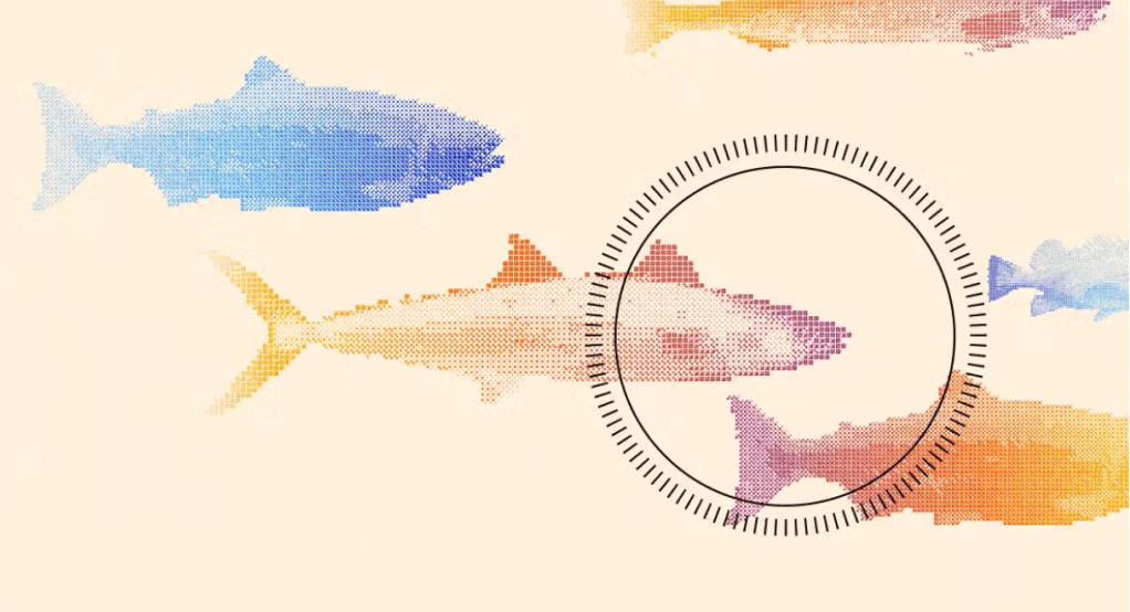 drawing of several fish